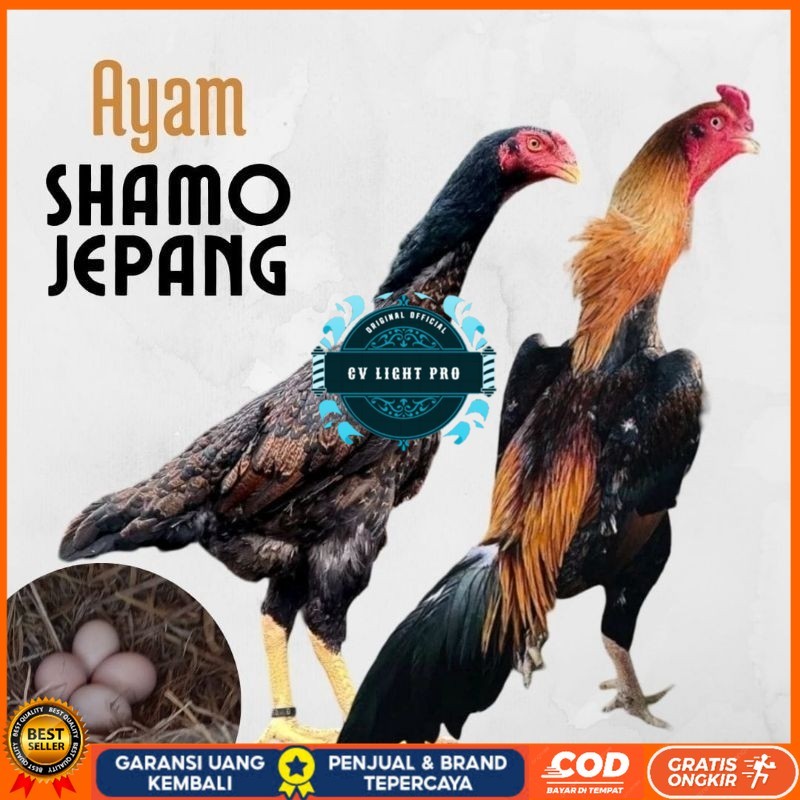 

telur ayam shamo jepang ori petarung bisa untuk di tetaskan CV LIGHT PRO