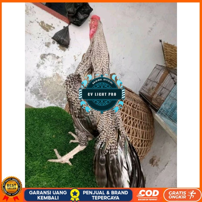 

TELUR ASEL PUKUL LARI INDUK JUARA.. PROMO CV LIGHT PRO