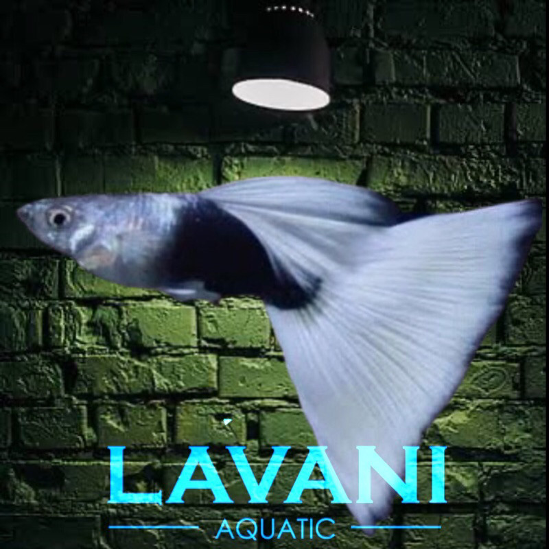 ikan guppy hb white Delta per pasang