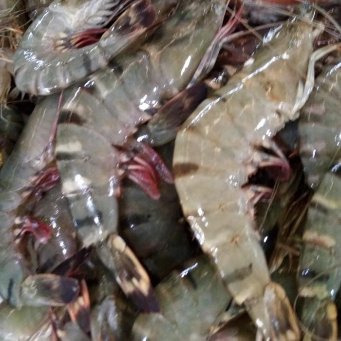 

Udang Tiger Sedang 1 kg