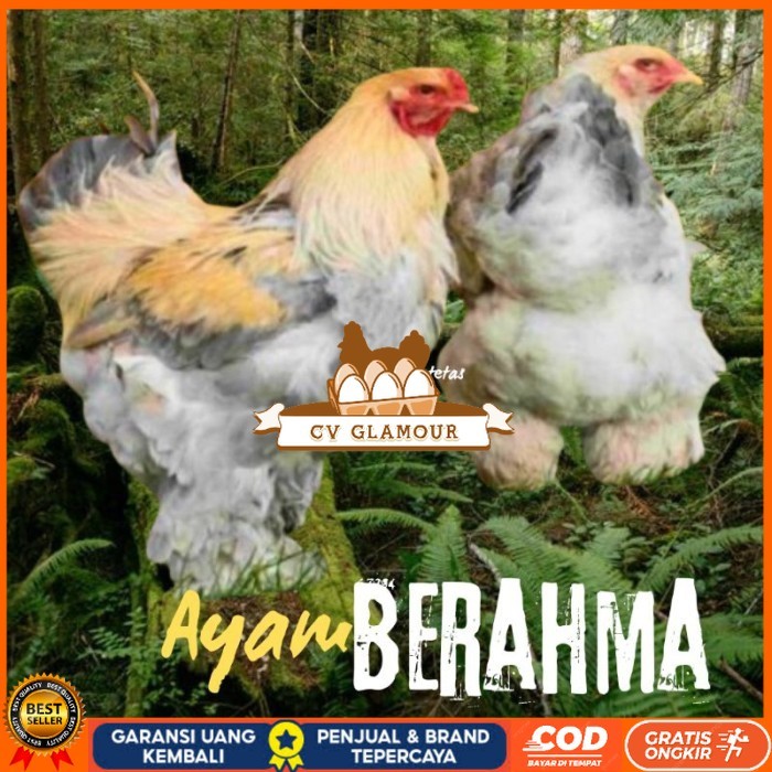 

telur ayam hias Berahma siap tetas original berkualitas CV GLAMOUR