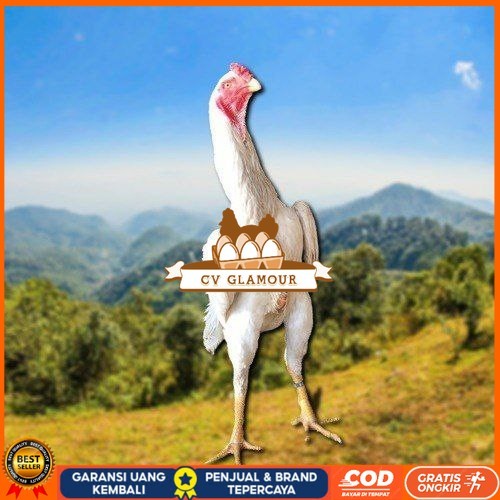 

telur tetas ayam shamo berkualitas CV GLAMOUR