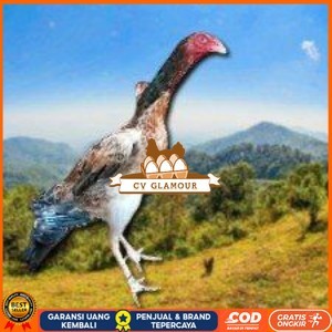 

telur ayam shamo eropa ori bisa untuk di tetaskan vertil super garansi CV GLAMOUR