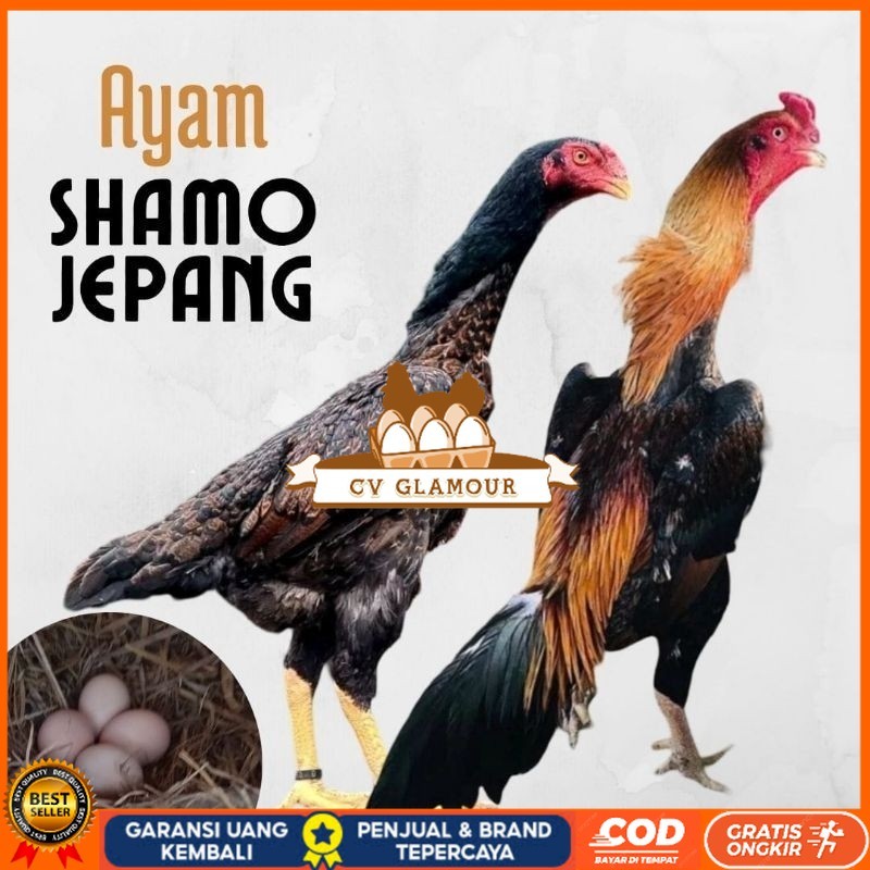 

telur ayam shamo jepang ori petarung bisa untuk di tetaskan CV GLAMOUR