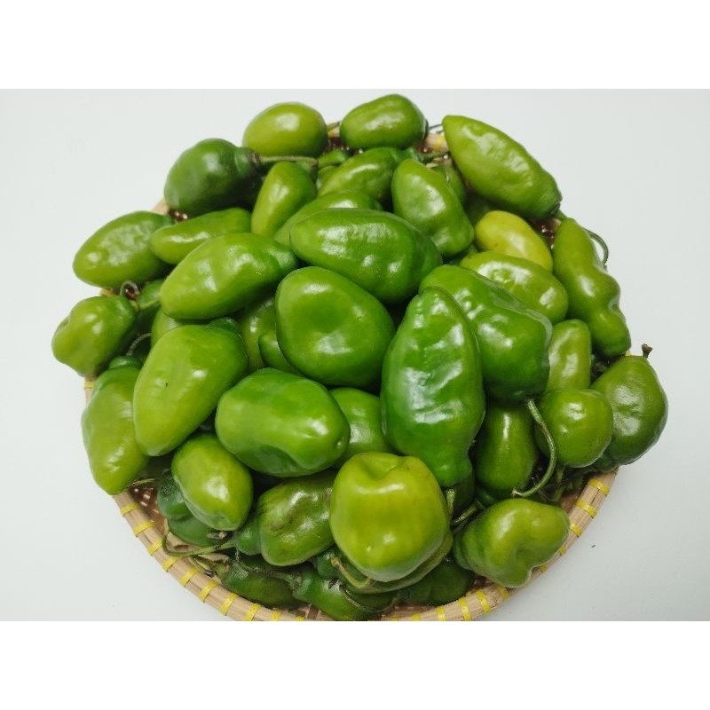 

READY TERMURAH Cabe gendot fresh 500 grm Ciwidey