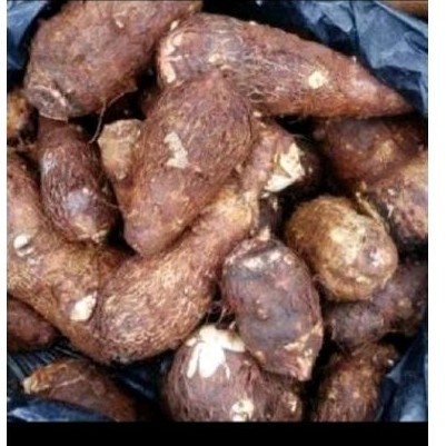 

promo Umbi talas puln 1 kg'' talas bahan kripik