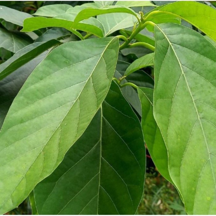 

Bisa COD Daun Alpuket segar / per lembar / daun pilihan untuk herbal Terlaris ready .