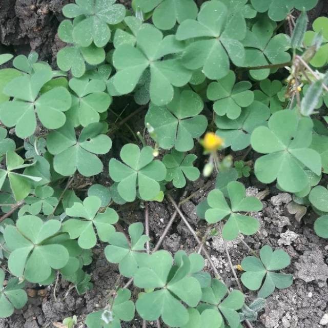 

Sahabattani Daun Tanaman Semanggi Segar 800 gram Murah