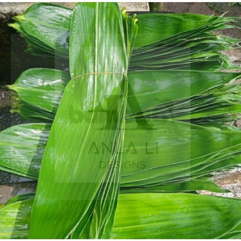 

Daun Bambu Daun Bambu Segar Bungkus Bakcang Ukuran Super - TOKO TANAMAN ABDI