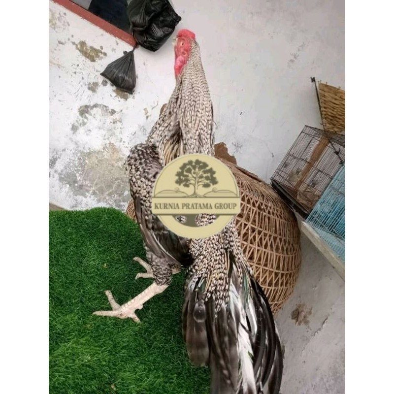 

TELUR ASEL PUKUL LARI INDUK JUARA.. PROMO KURNIA PRATAMA GROUP