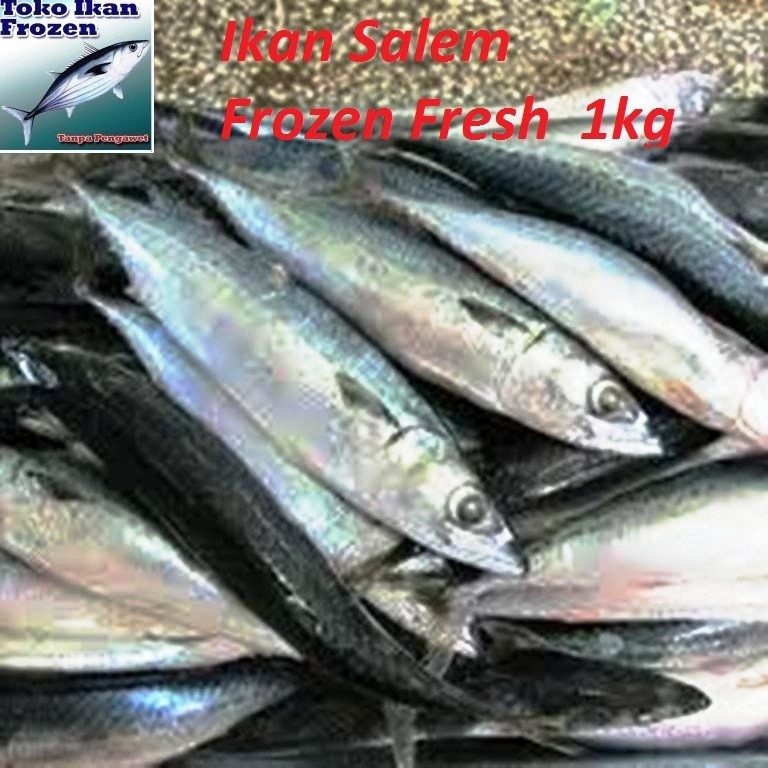 

Ikan LAYANG / SALEM / Beku / Frozen Fresh / 1 kg