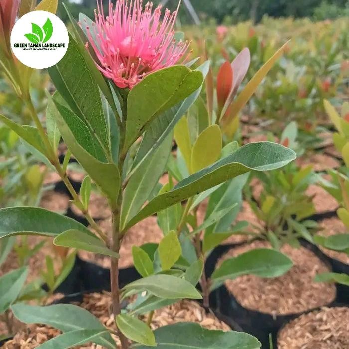 tanaman hias santos lemon / pohon santos lemon