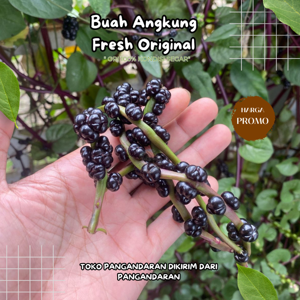

Buah Angkung Segar Original Paket 100 Biji Herbal Penyakit Stroke R2