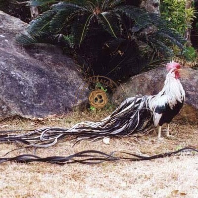 

Telur ayam hias onagadori ekor panjang fertil asli siap ditetaskan - ayam onagadori KURNIA PRATAMA ID