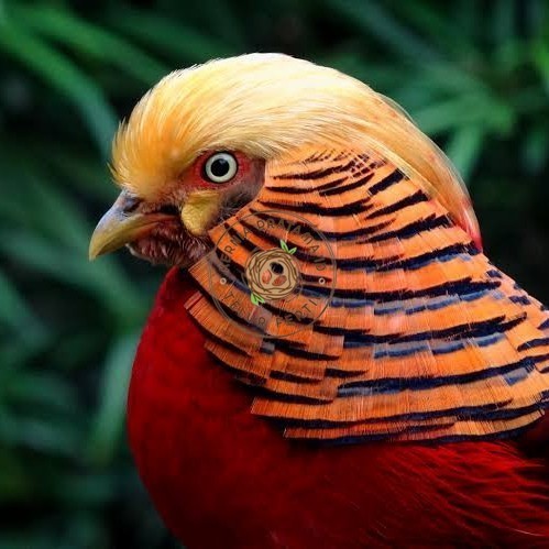 

Telur ayam ringneck golden pheasant telur ayam hias fertil siap tetas KURNIA PRATAMA ID