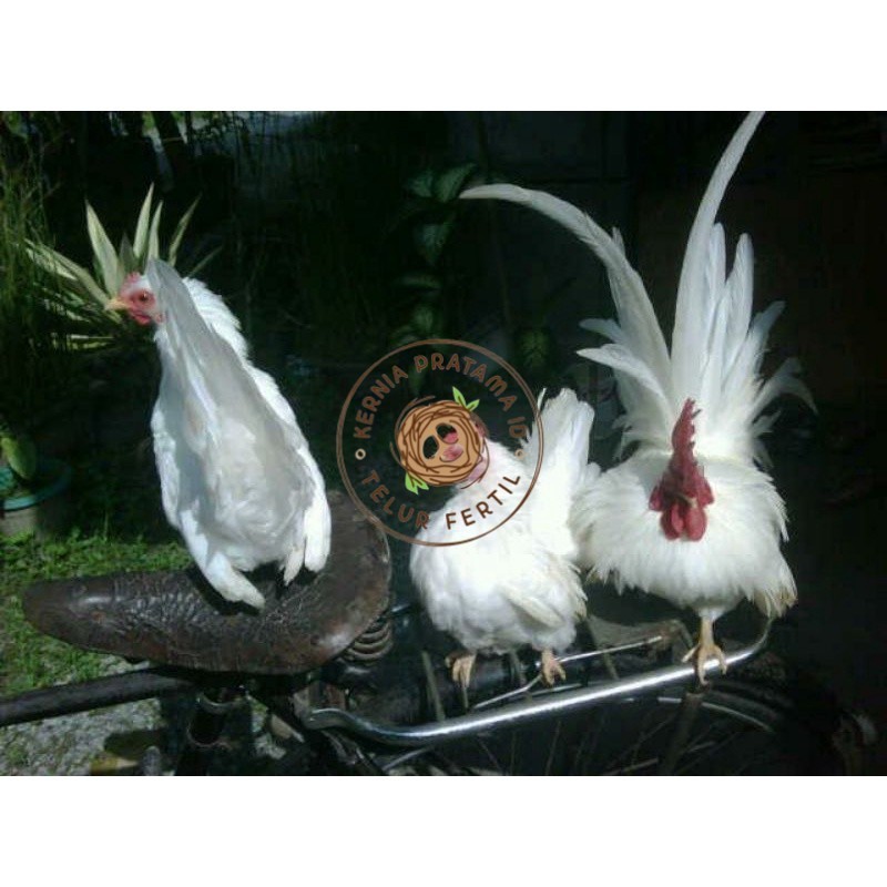 

TELUR AYAM HIAS KATE JEPANG SAMURAI UNTUK DI TETASKAN KURNIA PRATAMA ID