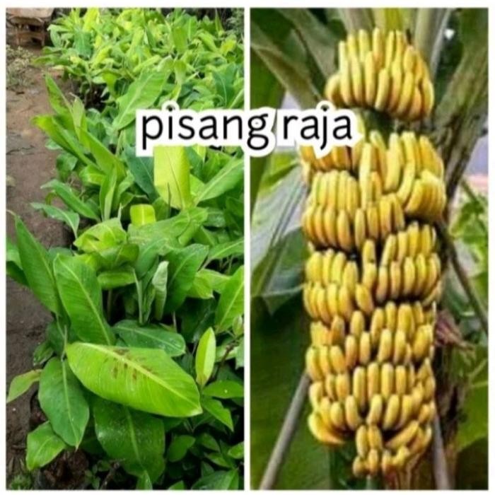 Bibit Pisang RAJA Super