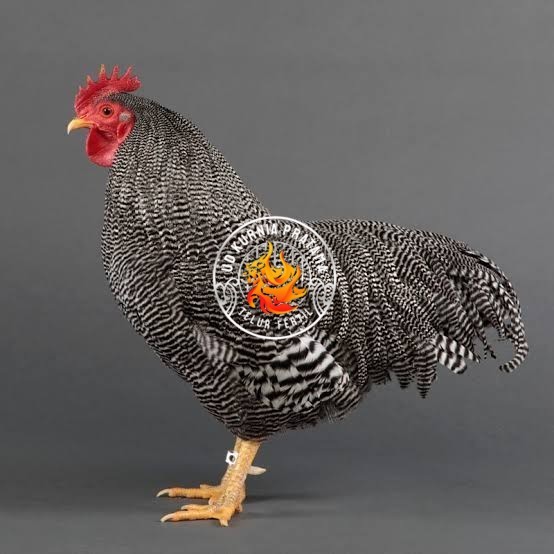 

Telur ayam barred plymouth rock / telur ayam hias fertil siap tetas UD KURNIA PRATAMA