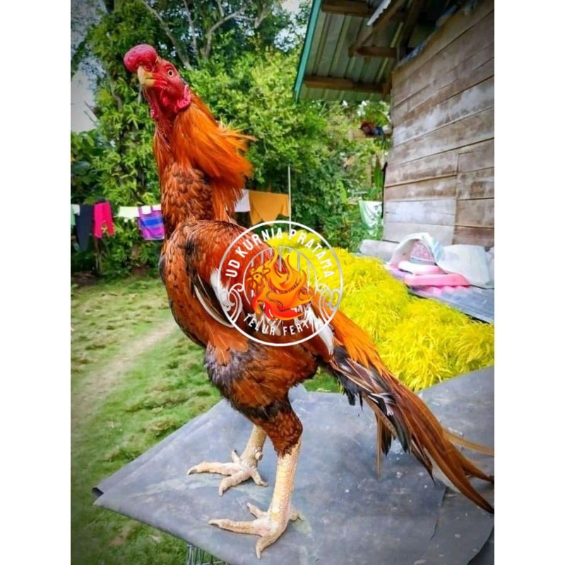 

4 BUTIR TELUR ASSEL HARGA KERJA!! UD KURNIA PRATAMA