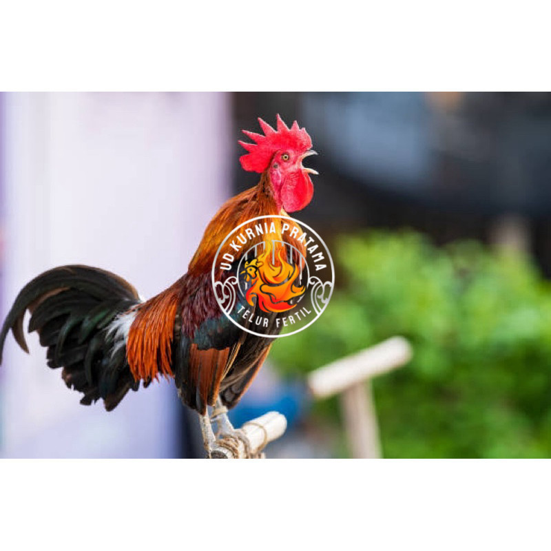 

TELUR FERTIL AYAM KETAWA SLOW/DANGDUT/DURSAM UNTUK DINTETASKAN UD KURNIA PRATAMA