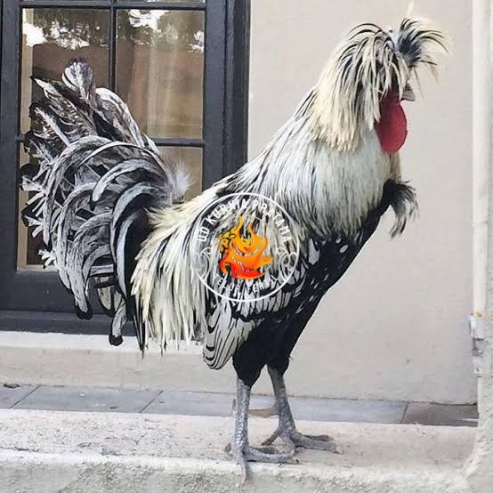 

telur ayam poland hias siap ditetaskan - ayam polan UD KURNIA PRATAMA