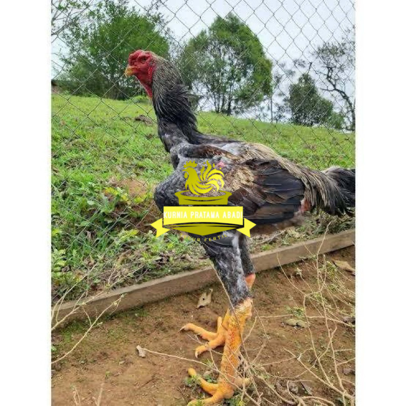 

TELUR AYAM GORDZILA F1 INDUKAN TERSELEKSI UNTUK DI TETASKAN KURNIA PRATAMA ABADI