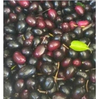 

BUAH JAMBLANG PILIHAN SPESIAL FRESH 250 GR (HARAP CHAT DAHULU )