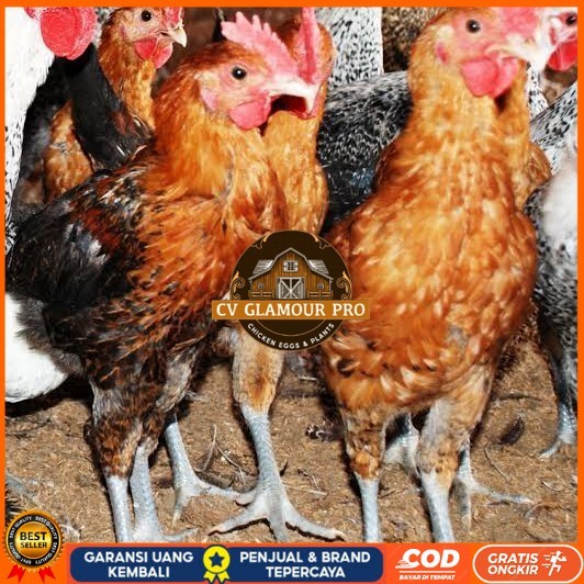 

Telur ayam elba petelur handal fertil asli siap ditetaskan - telur-ayam-elba CV GLAMOUR PRO