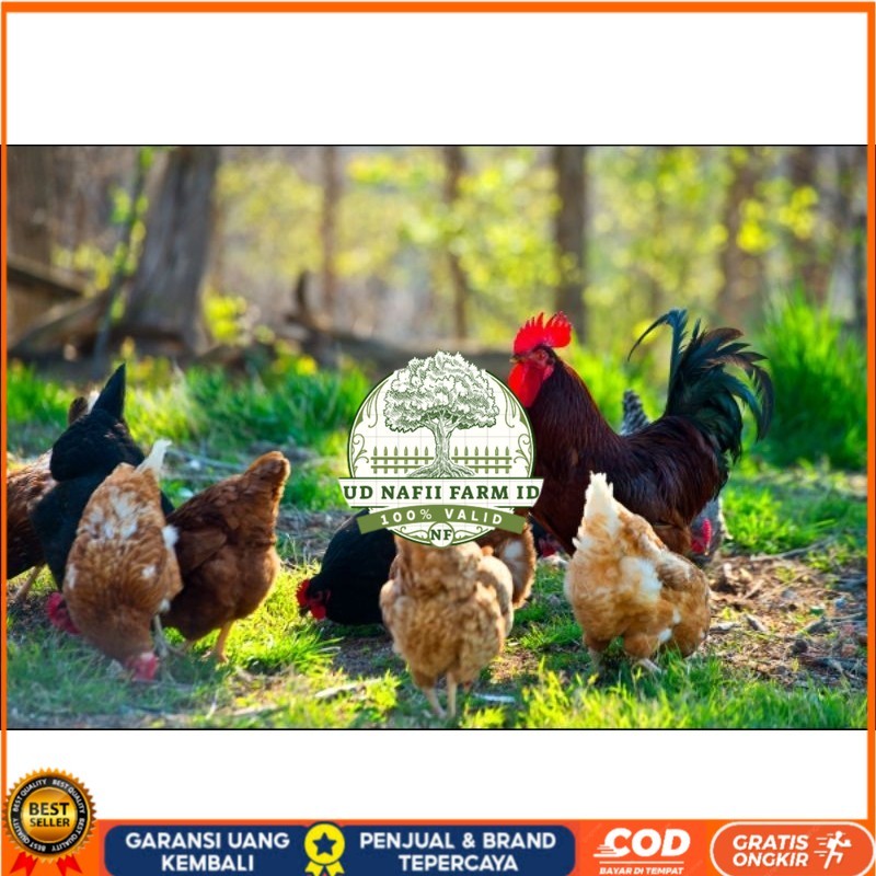 

TELUR AYAM KUB RAS PETELUR UNTUK DI TETASKAN UD NAFII FARM ID