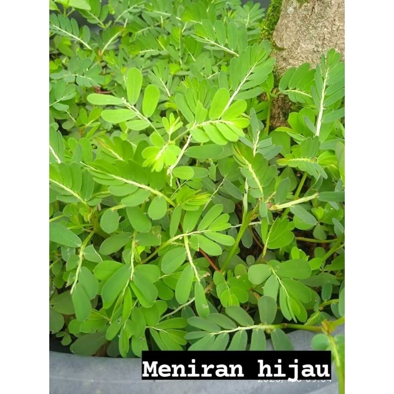 

promo daun menitran 500gram