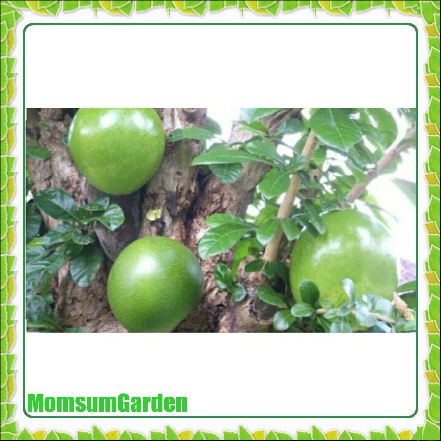 

Buah Maja Berenuk Garenuk Segar