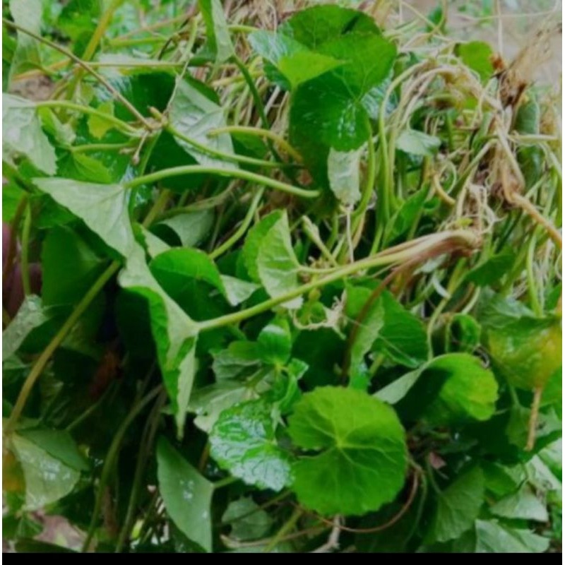 

Daun pegagan/antanan segar 500grm