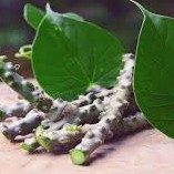 

Bibit Brotowali Bratawali Batrawali atau akar aliali /50cm