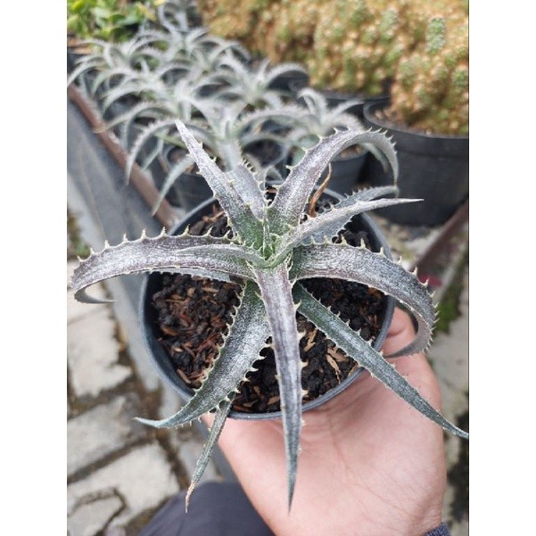 tanaman sukulen koleksi dyckia velascana