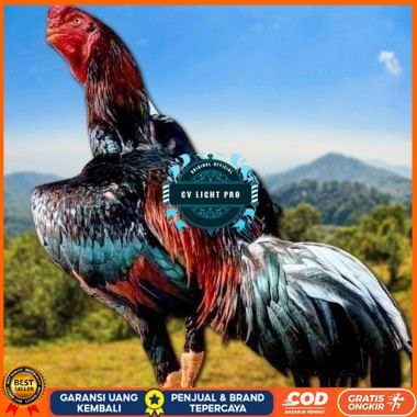 

telur ayam shamo fertil super garansi CV LIGHT PRO