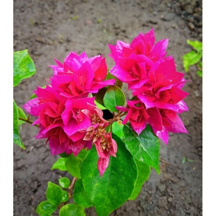 Tanaman Hias Bougenville Bunga Tumpuk Merah Fanta / Bougenville Hawai Merah Fanta