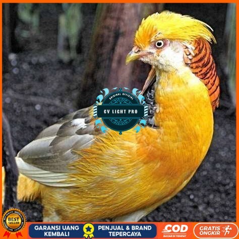 

Telur ayam hias ringneck yellow pheasant fertil siap ditetaskan CV LIGHT PRO