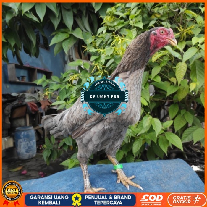 

Telur ayam bangkok birma fertil / ayam petarung aduan untuk ditetaskan Langsung CV LIGHT PRO