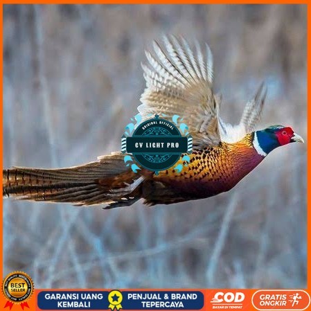 

Telur ayam ringneck pheasant green / telur ayam hias fertil siap cod CV LIGHT PRO