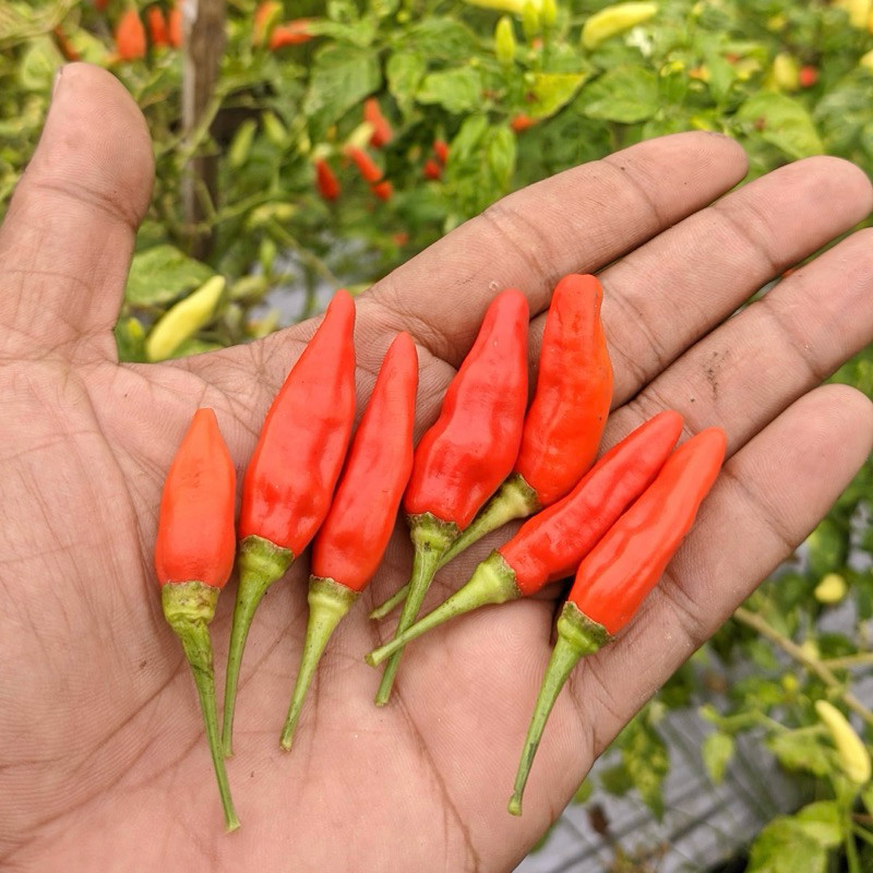 

Cabe Rawit Pedas Segar 1Kg (Langsung Petani) terlaris berkualitas