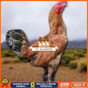 

telur ayam pama ninja berkualitas unggul CV GLAMOUR
