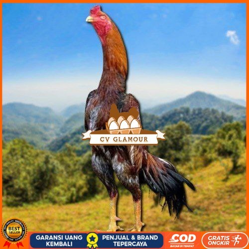 

telur tetas ayam shamo jepang ori CV GLAMOUR