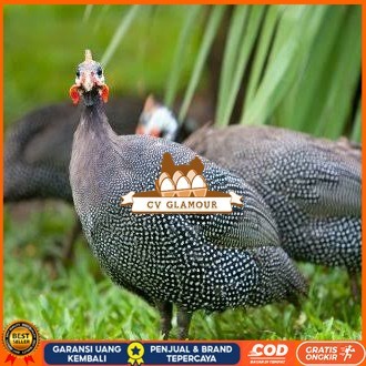 

Telur ayam mutiara hias fertil asli siap ditetaskan - ayam mutiara CV GLAMOUR