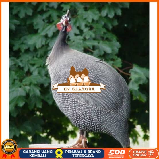 

Telur ayam mutiara hias fertil siap ditetaskan - ayam mutiara CV GLAMOUR