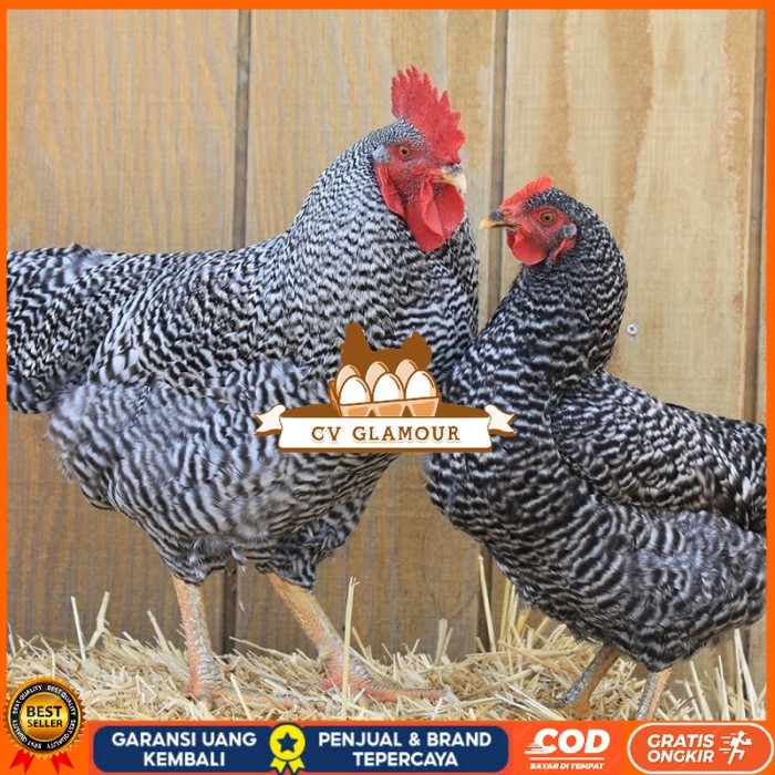 

Telur ayam hias barred rock fertil asli siap ditetaskan - barred-rock CV GLAMOUR