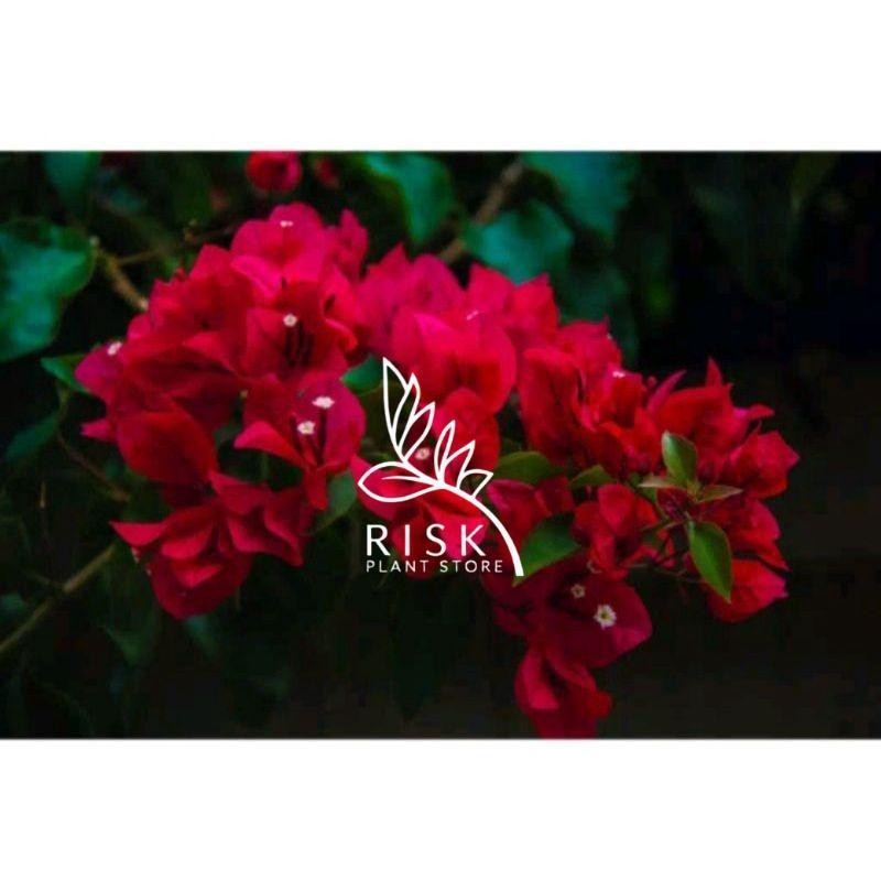 TANAMAN HIAS BUGENVIL BUNGA KERTAS//MERAH CABE/BOUGENVILLE IMPORT/BOUGENVILLE BUNGA KERTAS/BOUGENVIL