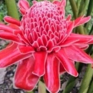 

Bunga honye bunga kcmrang 500 gr rombeh ready