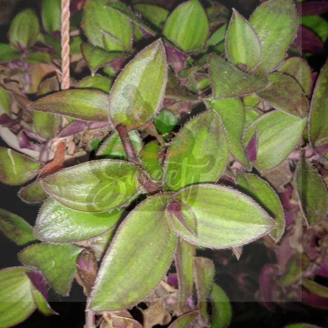 

Daun Kuping Kera Segar - Tanaman Gantung Alami