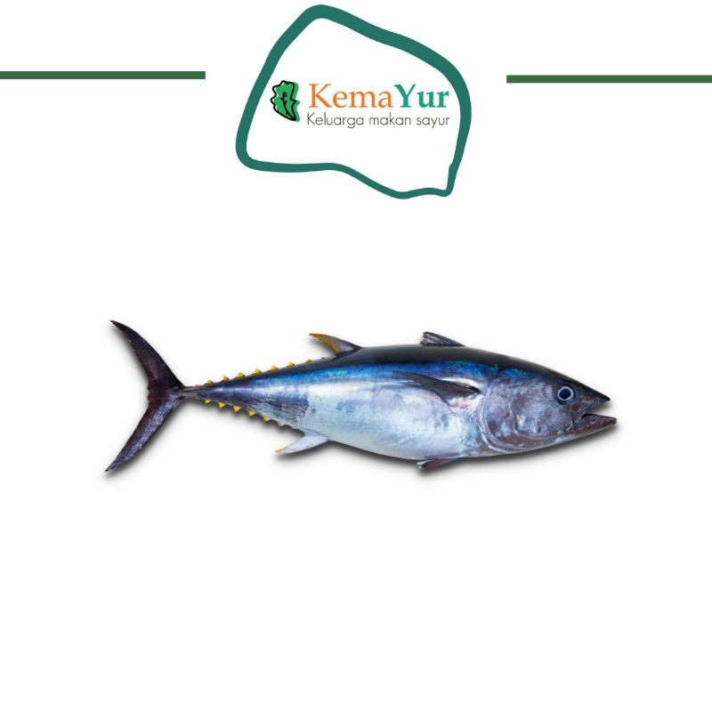

IKAN TUNA FRESH 250GR