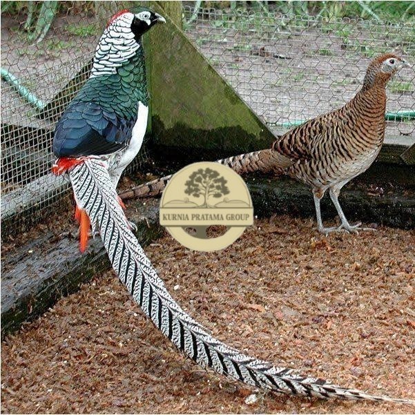 

Telur ayam hias ringneck lady amherst pheasant fertil untuk ditetaskan KURNIA PRATAMA GROUP